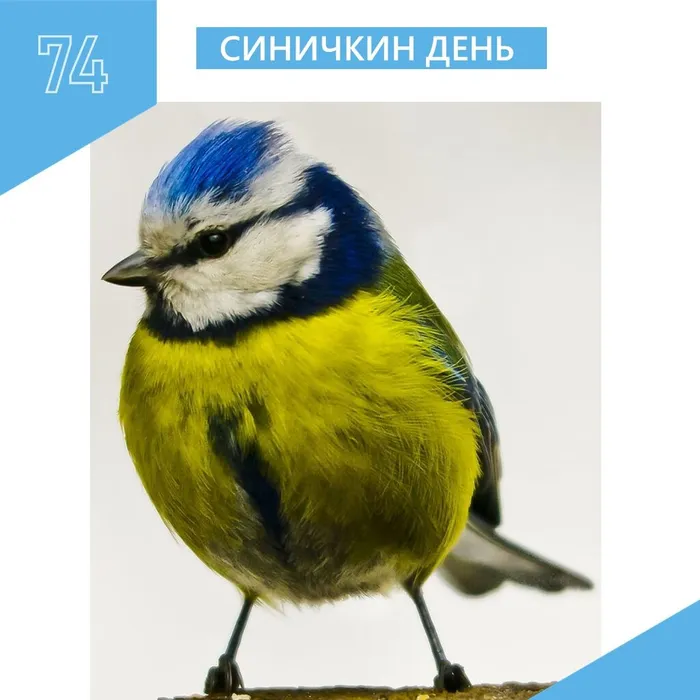 Основное здание: Синичкин день